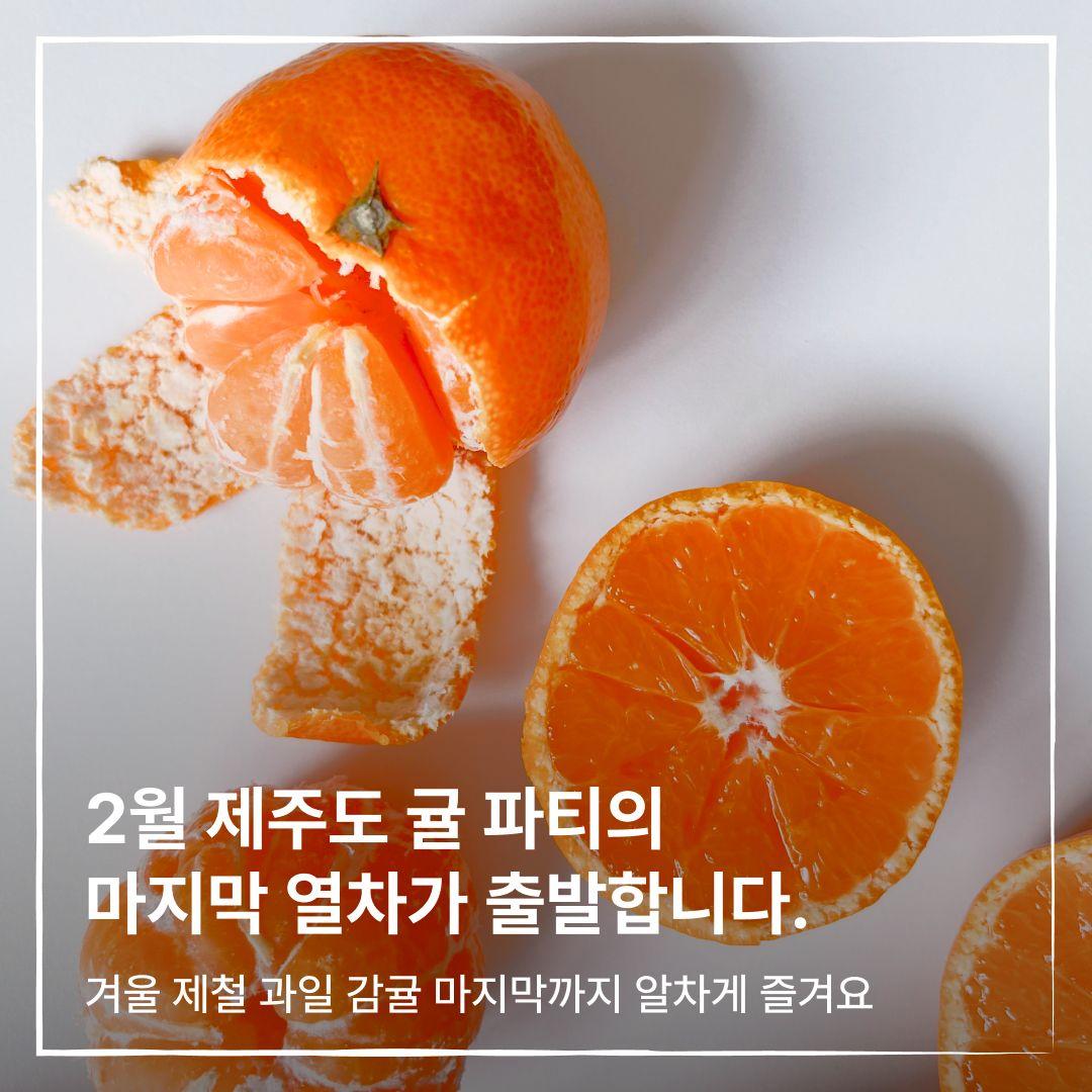 2월 제주도 귤 파티의 마지막 열차가 출발합니다.
