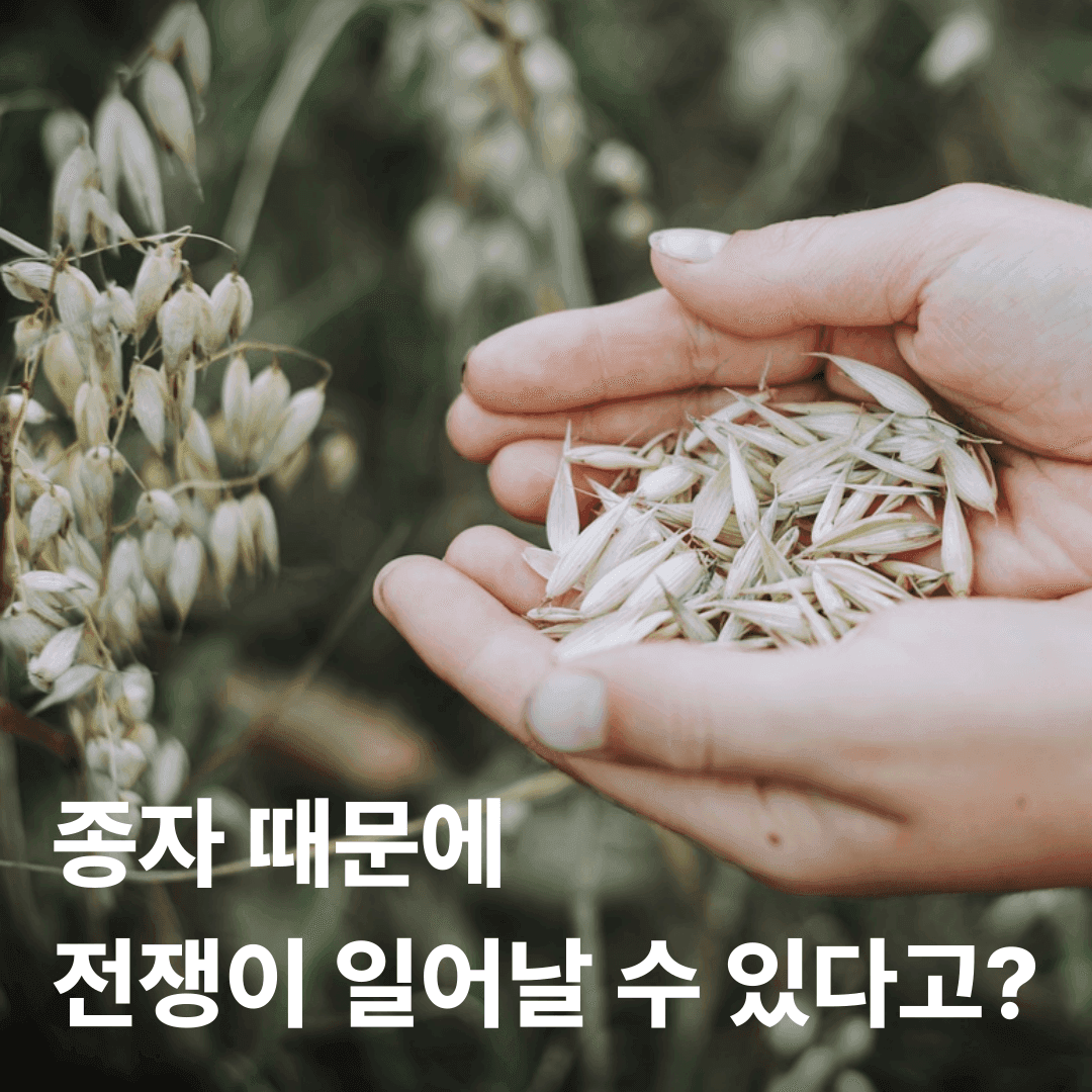종자 때문에 전쟁이 일어날 수 있다고?