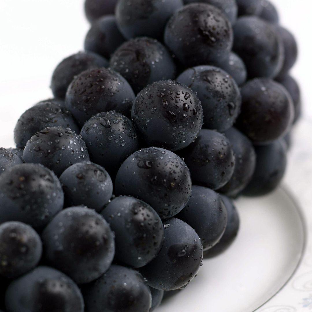 캠벨포도 1kg, 2kg ㅣ짙은 보랏빛 껍질 속 달콤한 과육