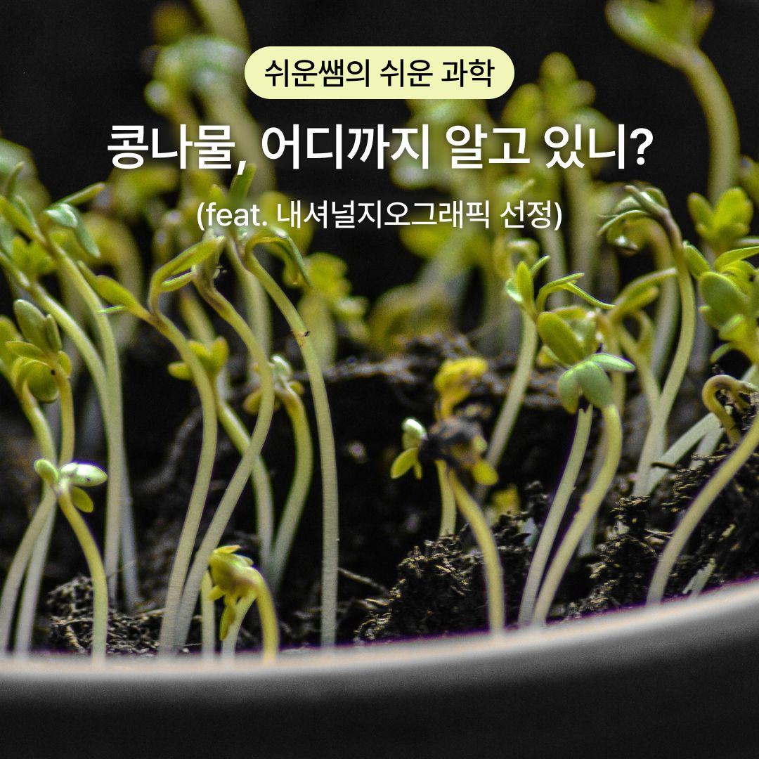 [쉬운 과학] 콩나물, 어디까지 알고 있니? (feat. 내셔널지오그래픽 선정)